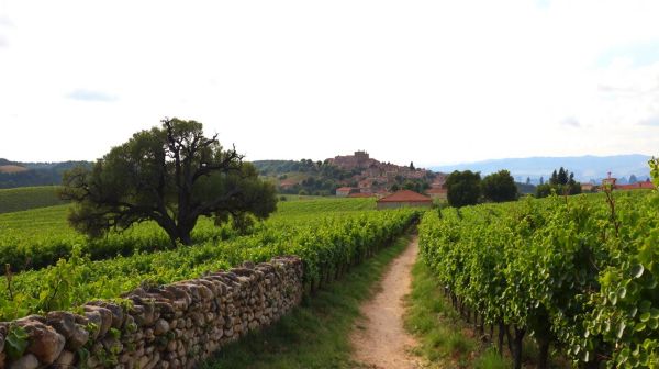 Découvrir les Côtes du Rhône : Histoire, caractéristiques et accords gourmands