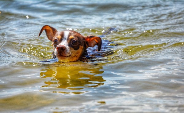 Les astuces de cuisine pour les débutants : Devenez un chef à domicile
